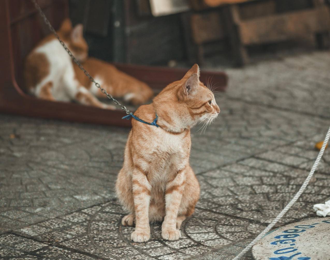 橙斑猫的摄影