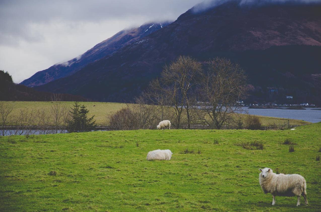 草地上的羊高清摄影大图-千库网