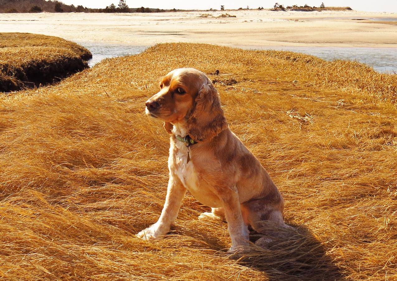 在湖前工作的英国史宾格犬高清摄影大图-千库网