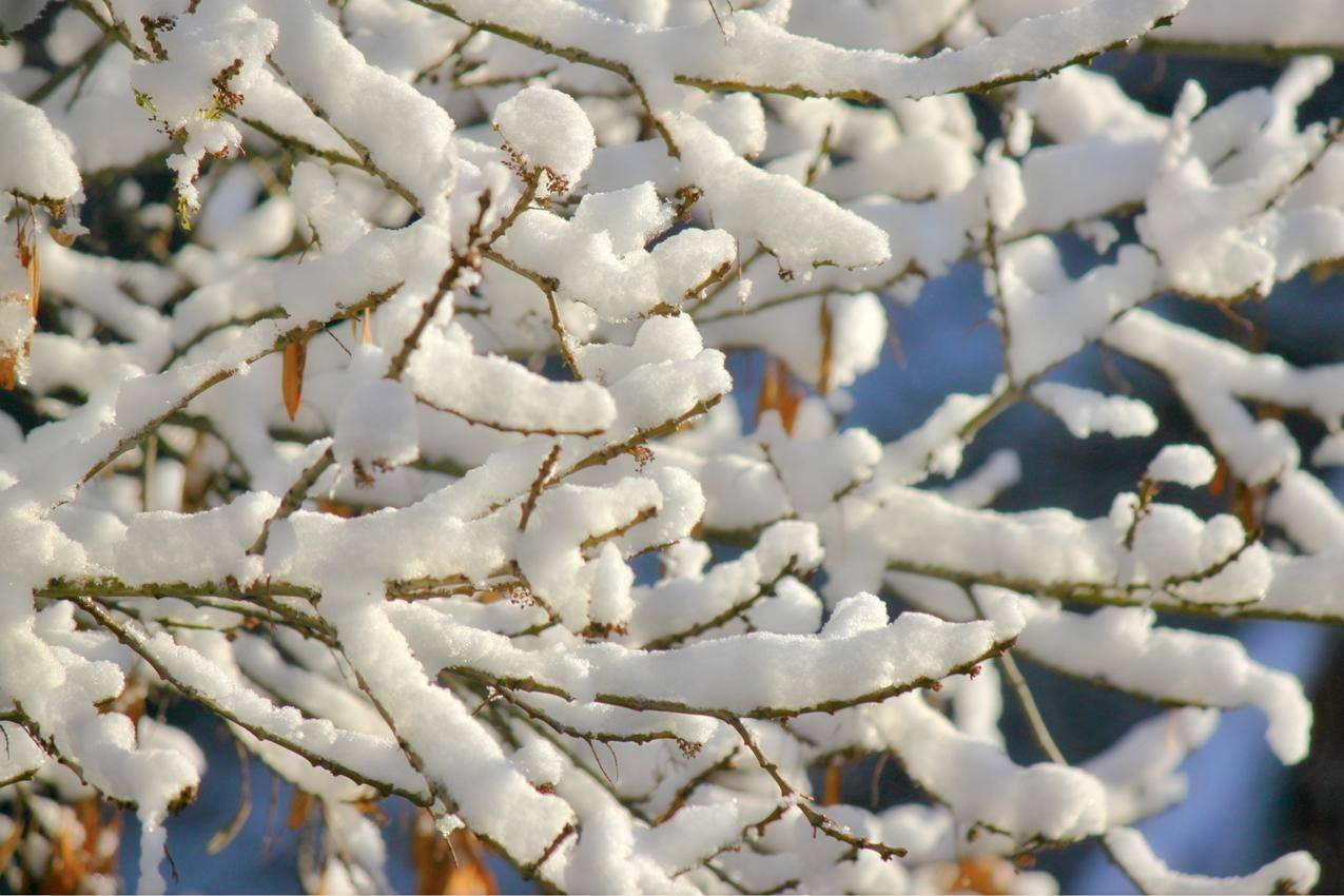 树枝上的积雪高清图片