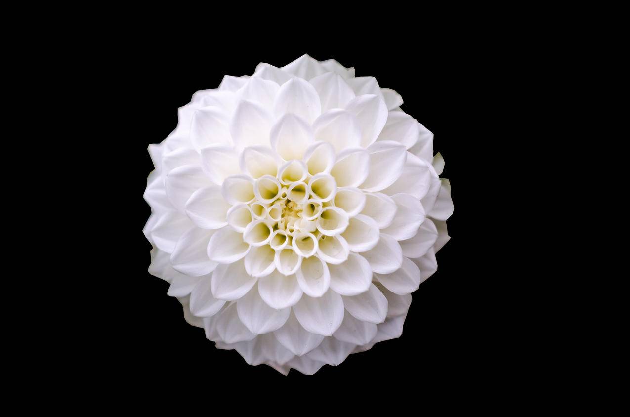 White,Flower的宏镜头