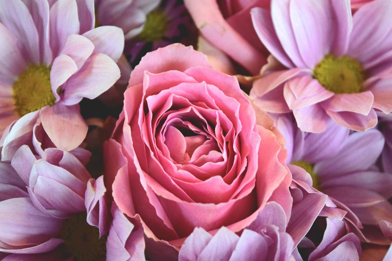 cc0可商用的花卉图片,玫瑰,粉红