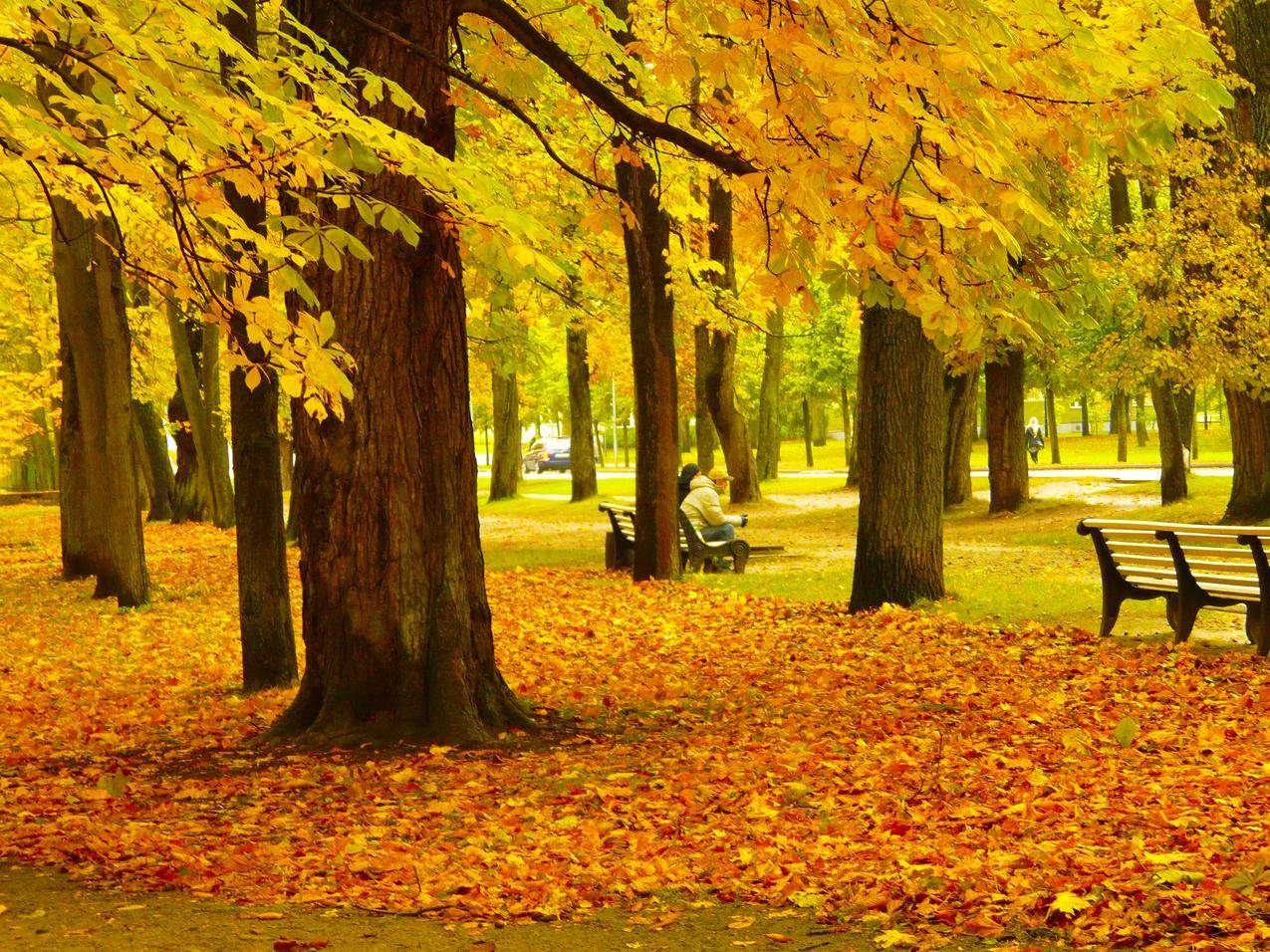 秋天的树林树干高清图片