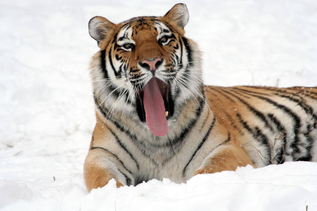 打呵欠时老虎躺在雪地上
