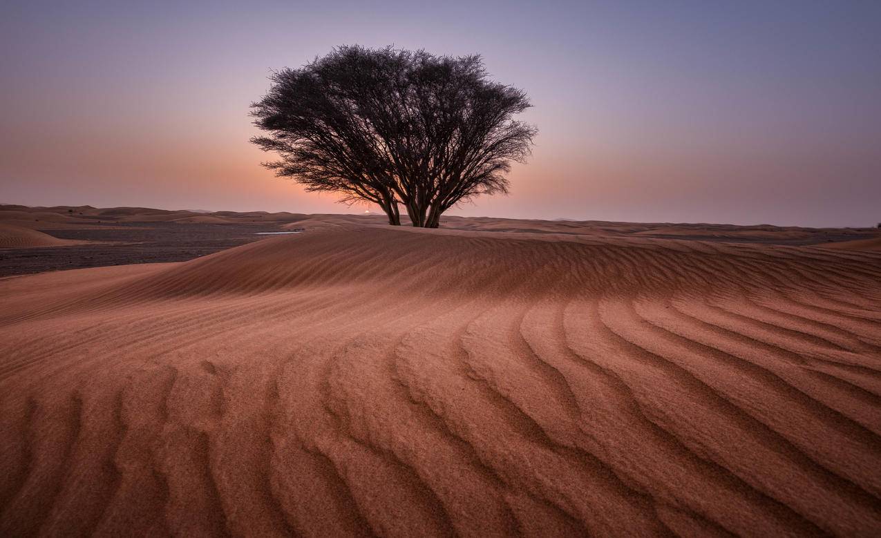 沙漠中的绿树