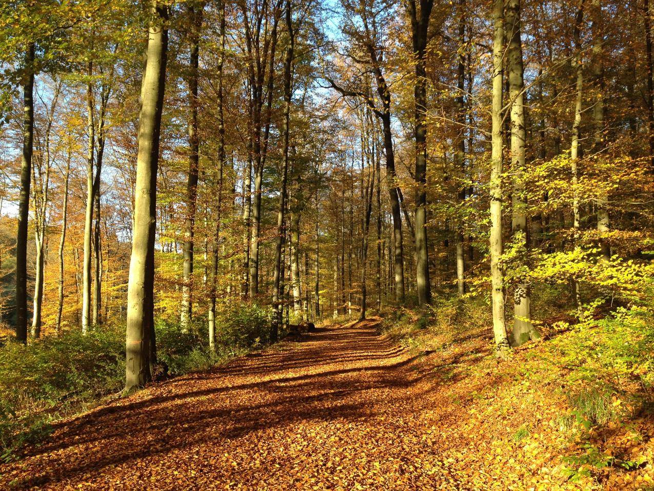 秋天的树林树干与遍地落叶的路图片