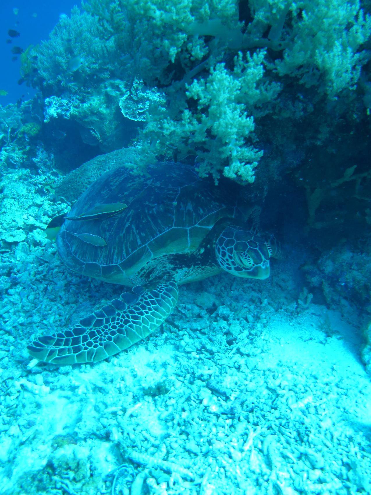 海龟与珊瑚的高清图片