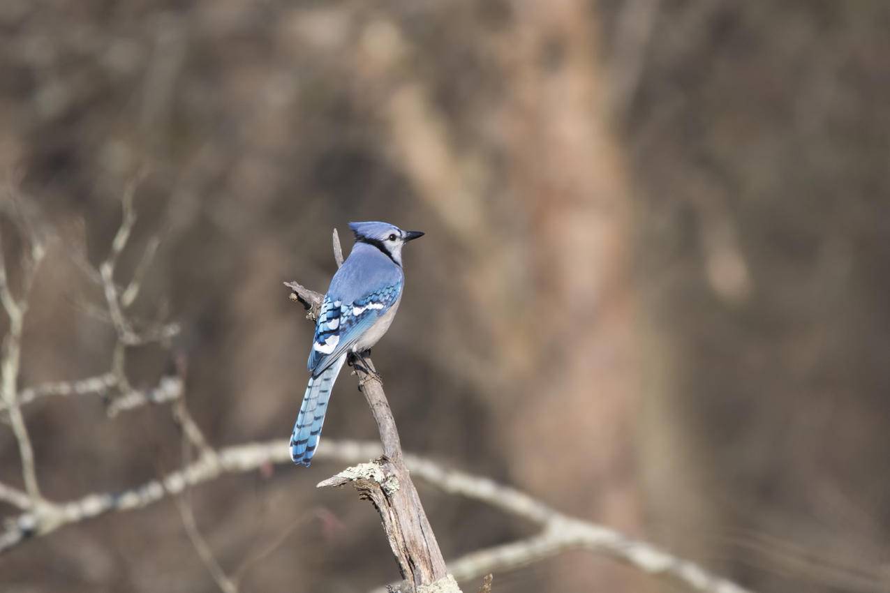树枝上蓝鸟的倾斜镜头摄影