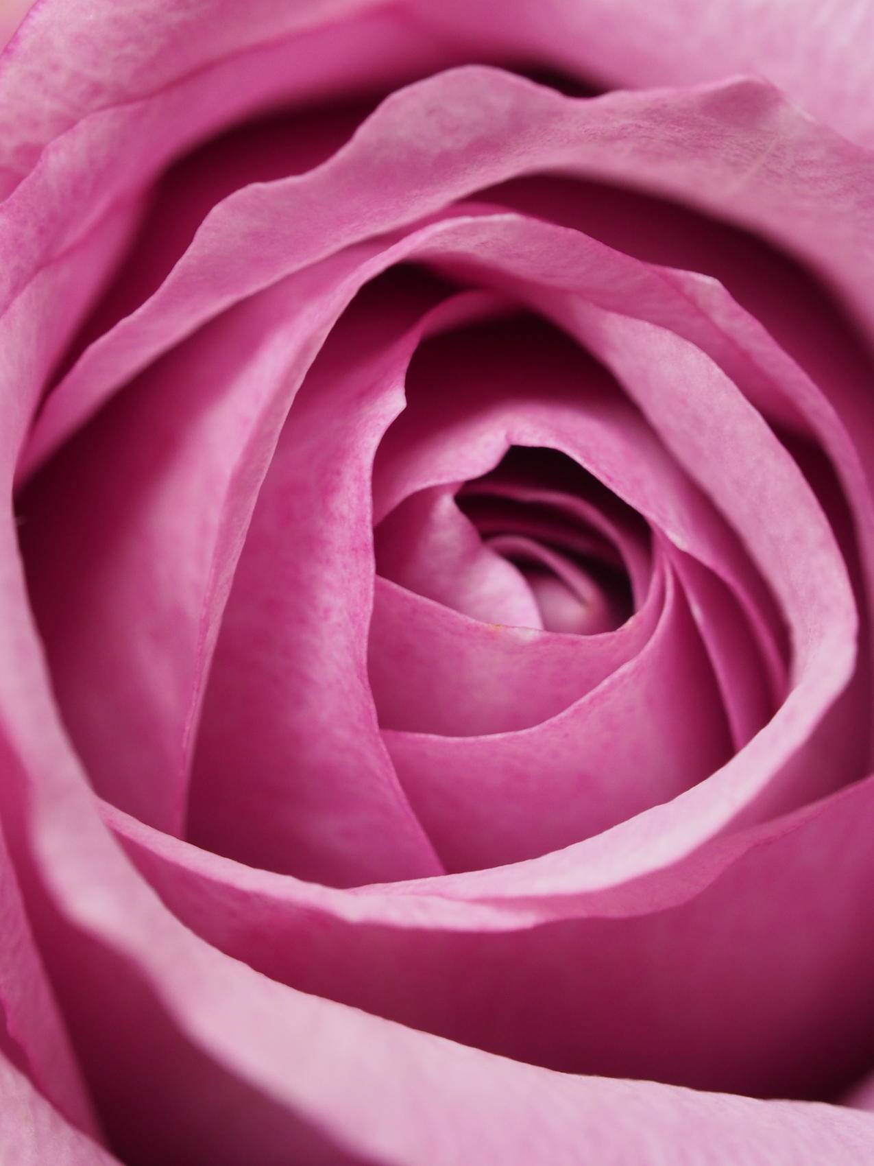 粉红玫瑰的特写摄影