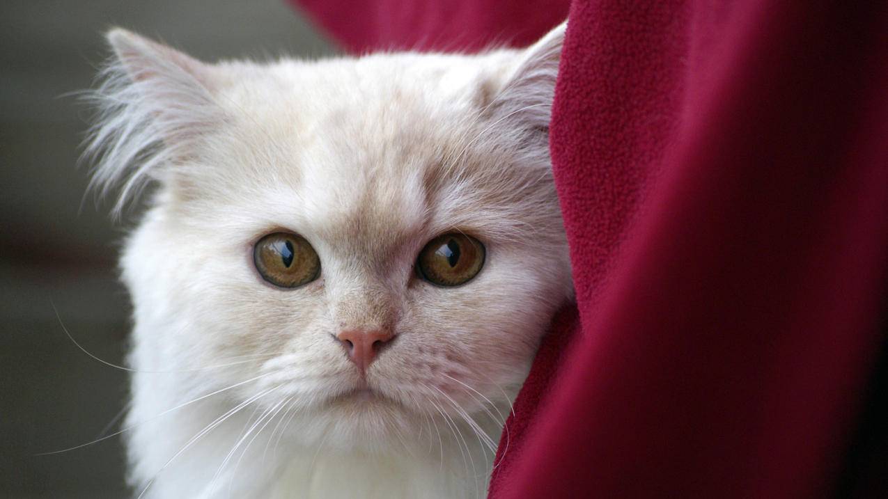 白色毛皮猫靠近红色纺织品