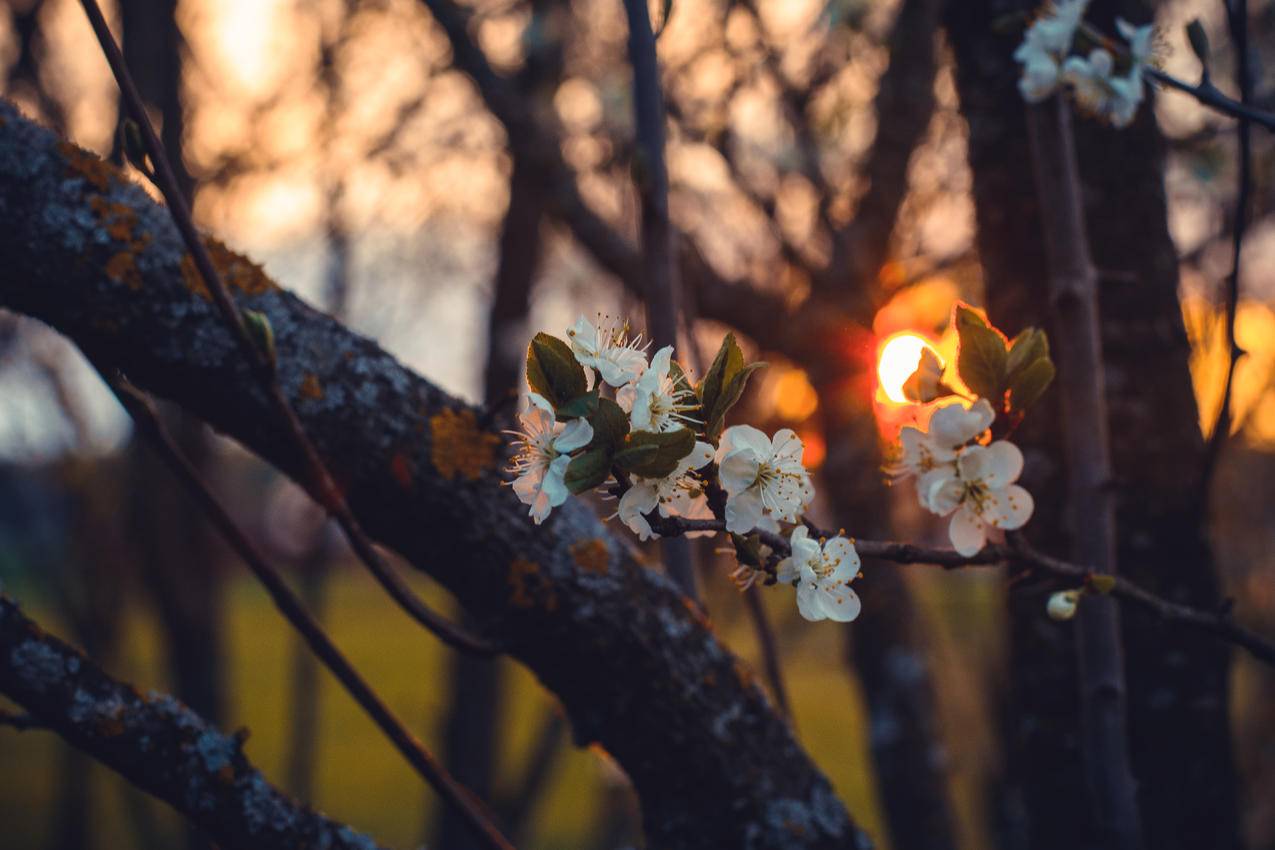 森塞特白樱花的选择性聚焦摄影