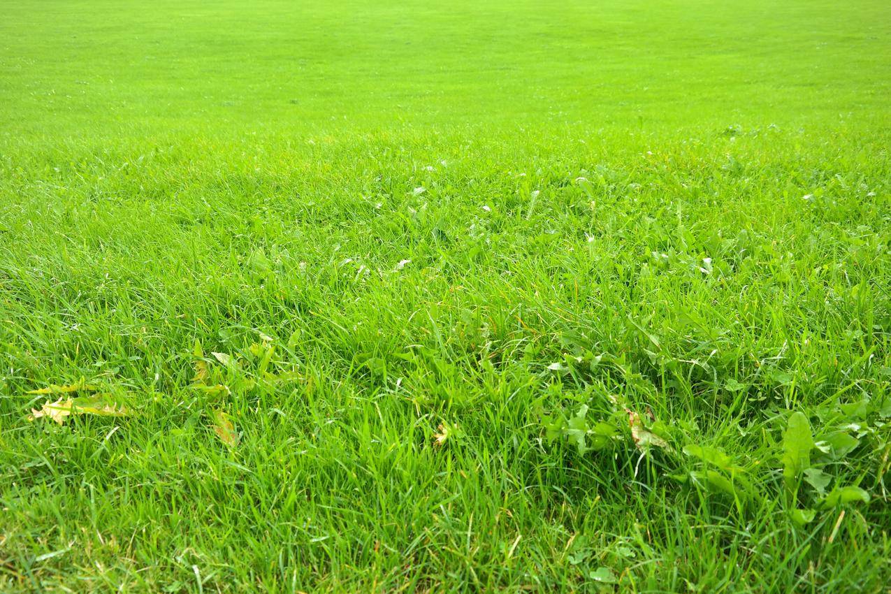 绿色的青草草地高清图片