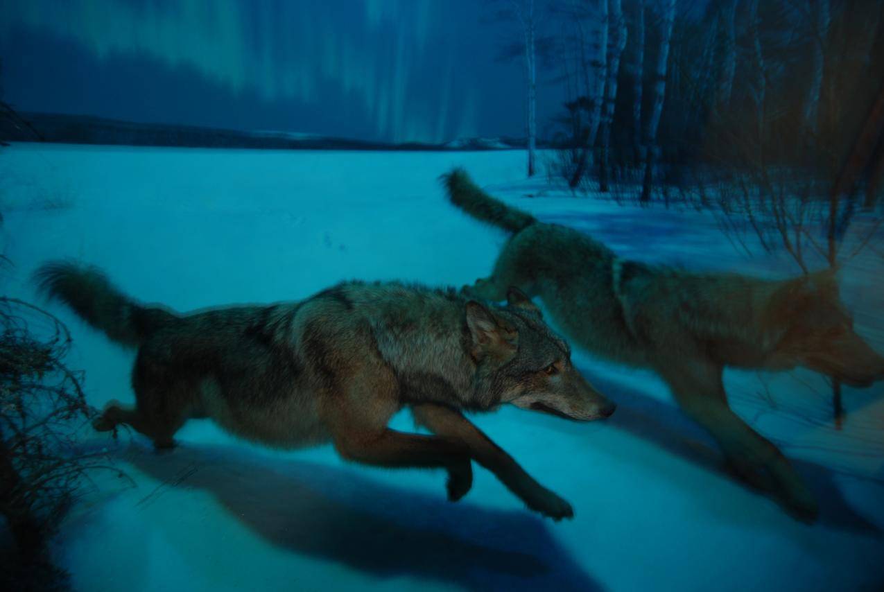 雪地上夜晚捕食的狼图片