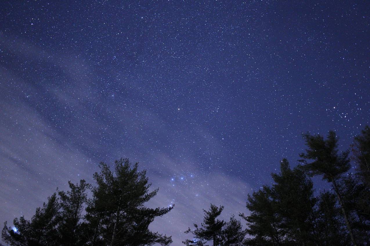 夜间绿树