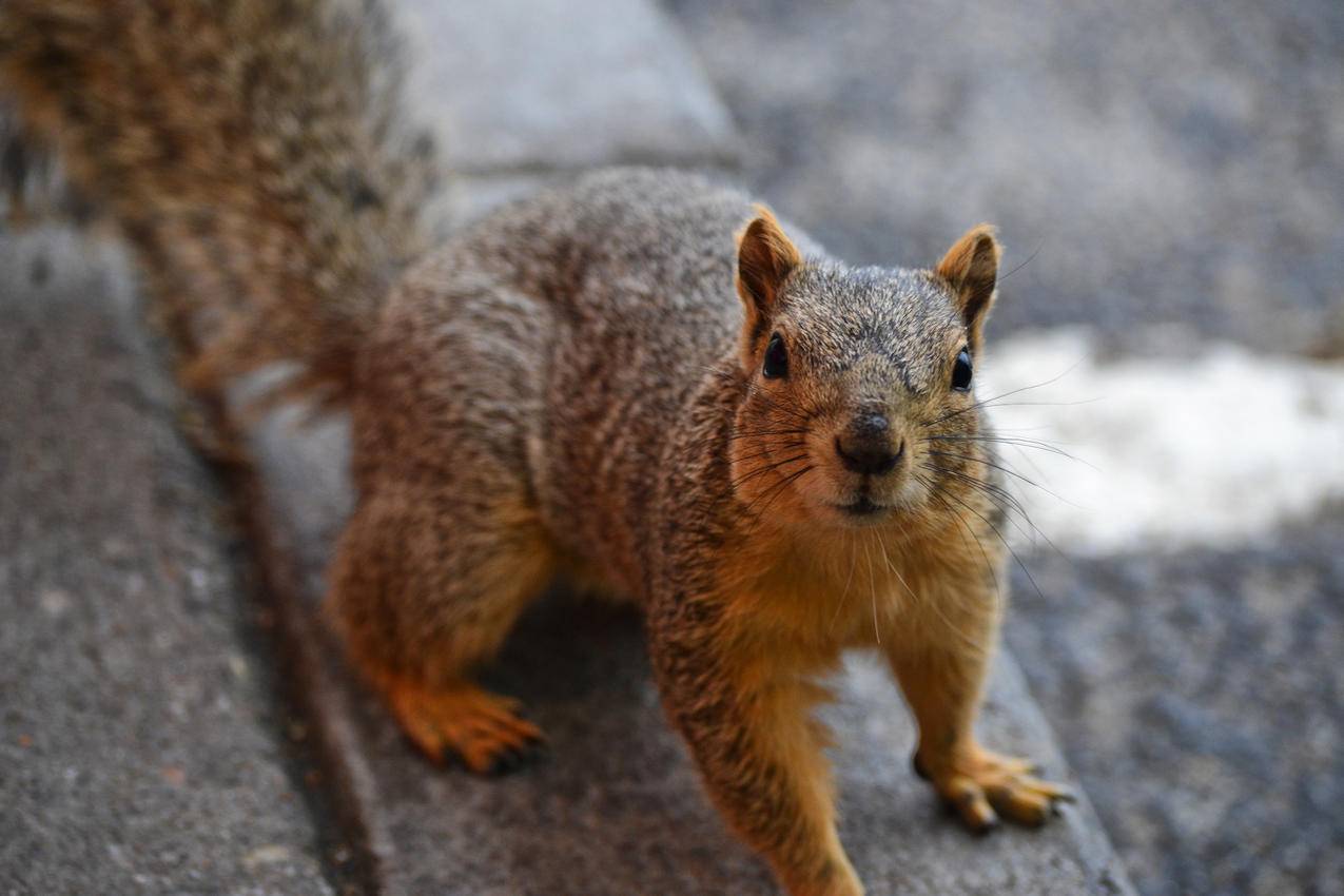 Brown,Squirrel合影