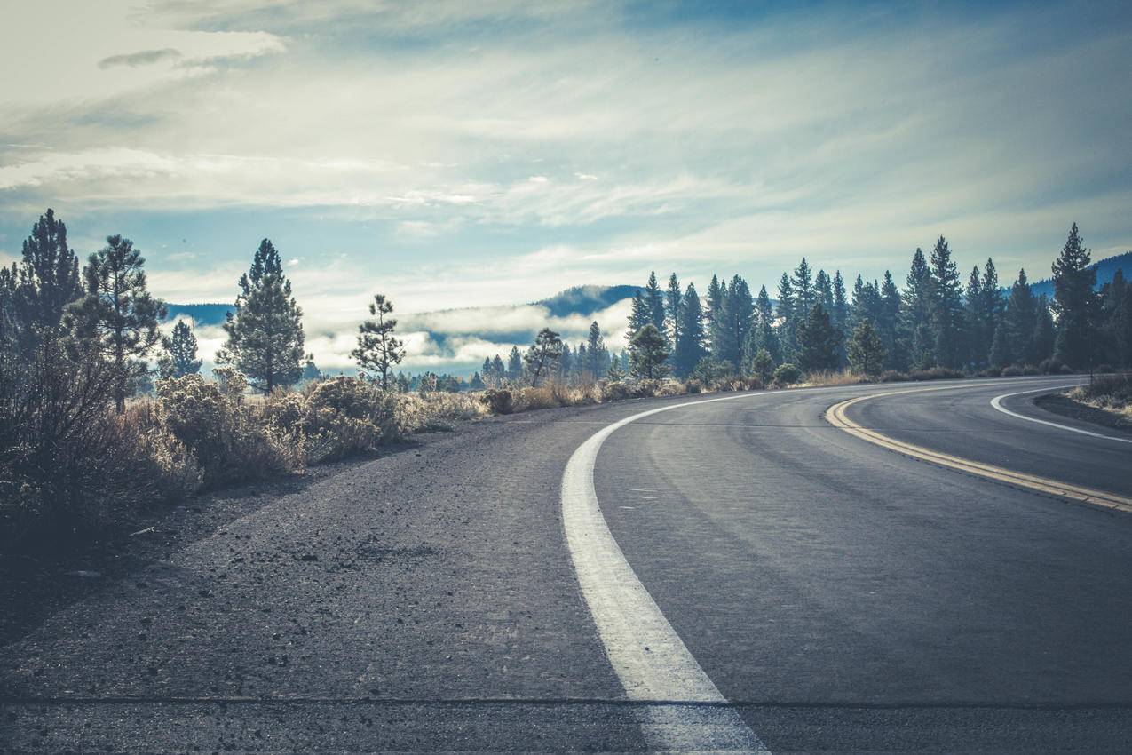 森林附近的灰色混凝土道路