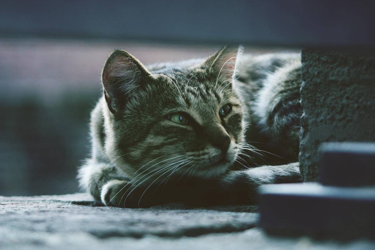 银色斑纹猫躺在灰色人行道上的照片