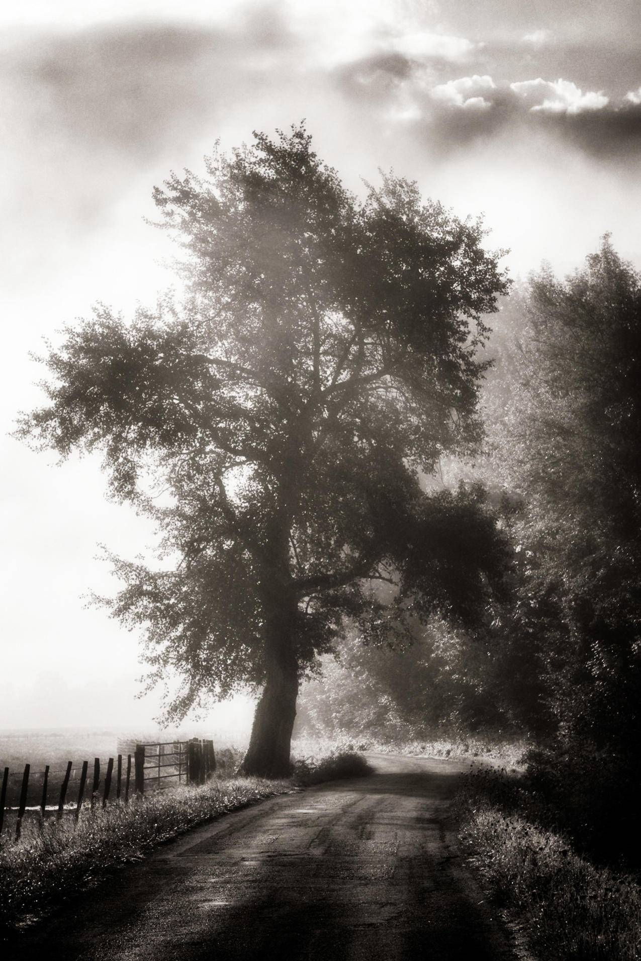 树木黑白摄影