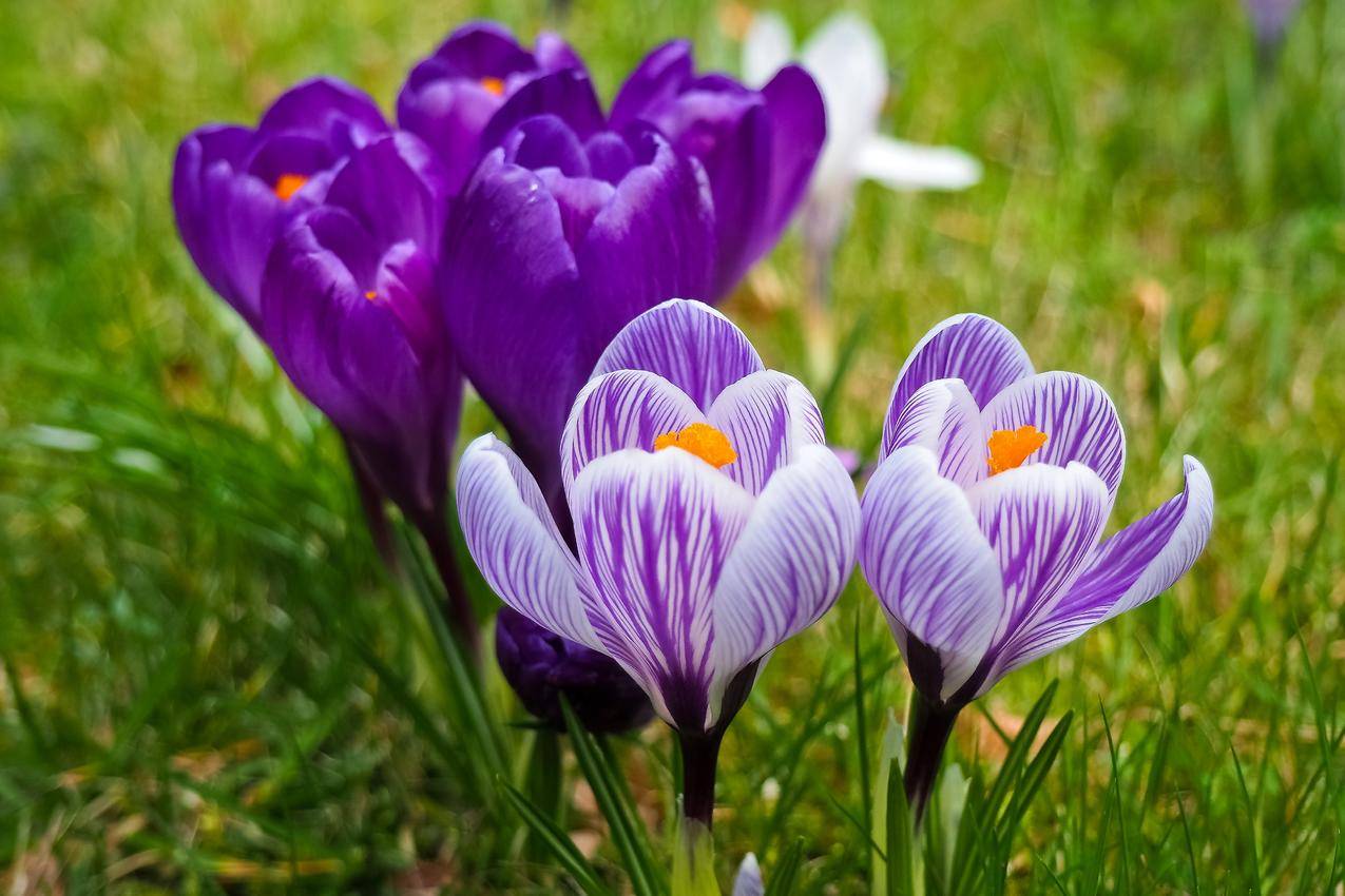 自然,田野,鲜花,紫色cc0可商用高清图片