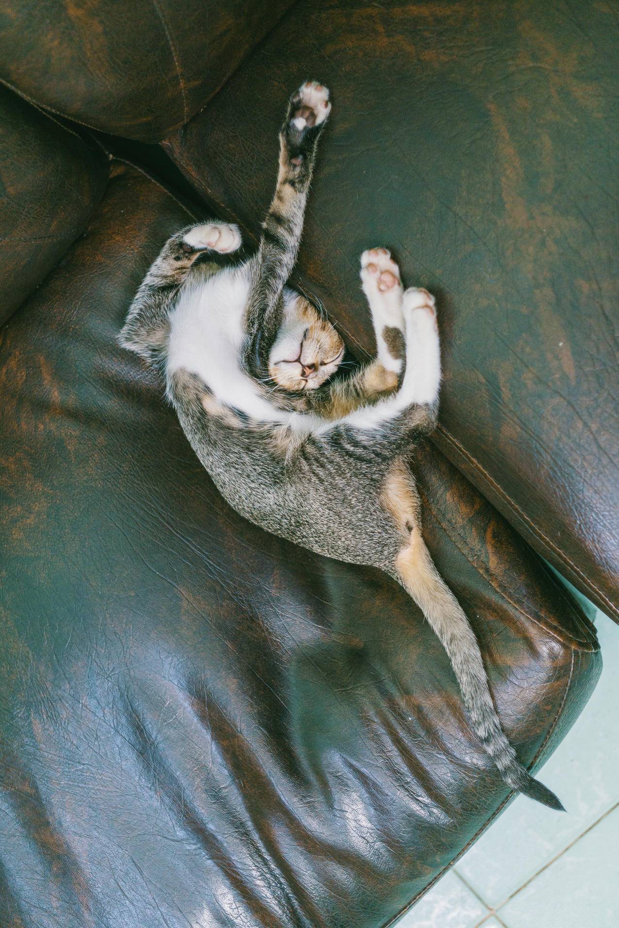 棕色斑纹猫躺在沙发上