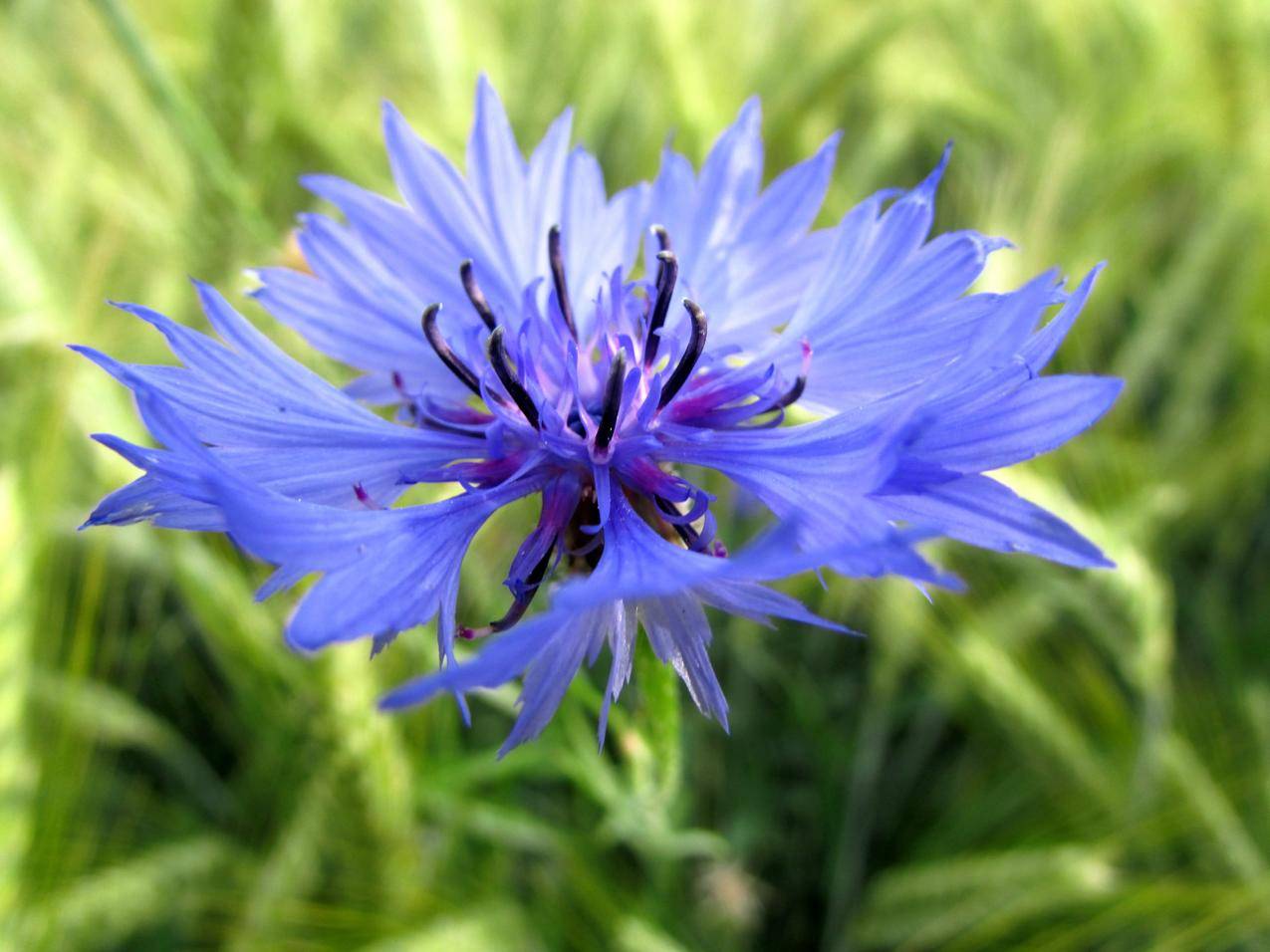 蓝色的矢车菊花朵图片
