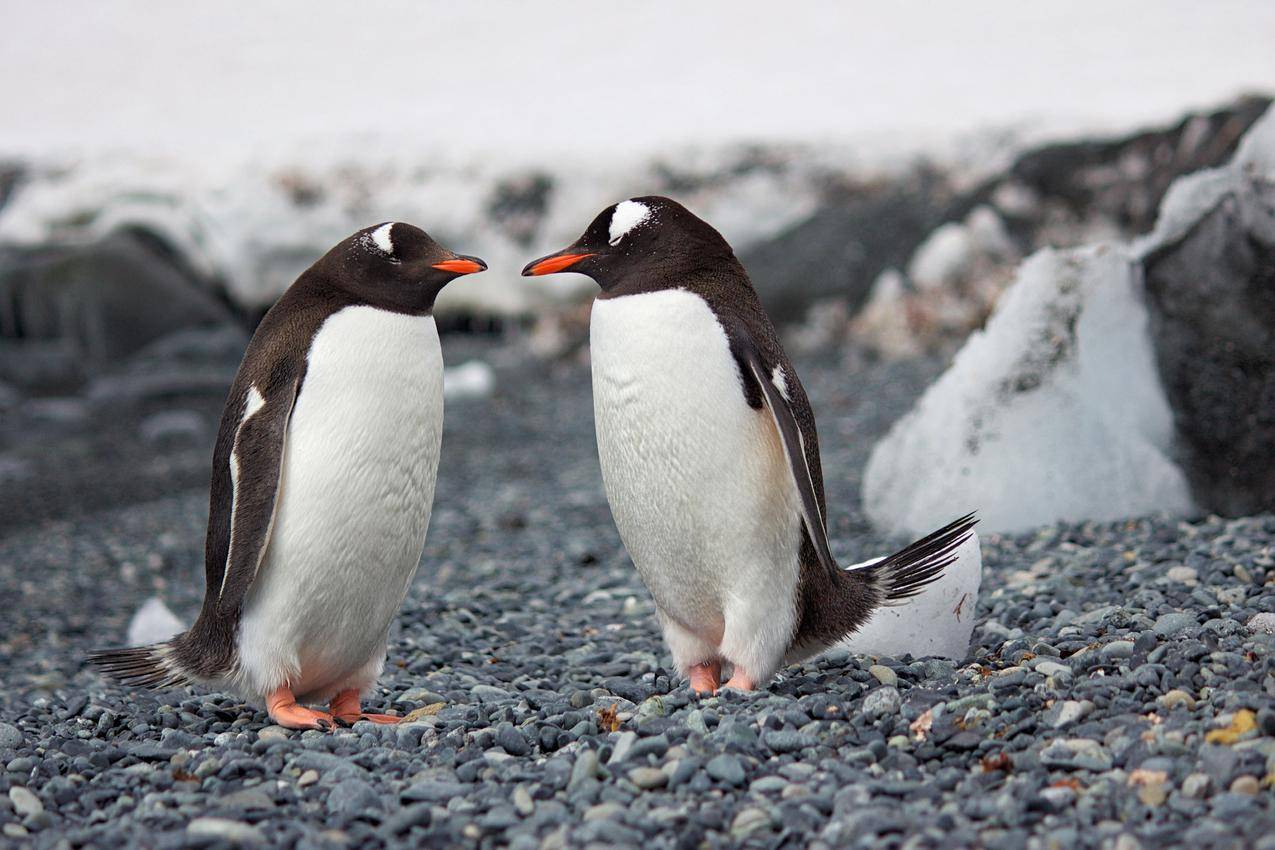 两只企鹅的选择性焦点摄影