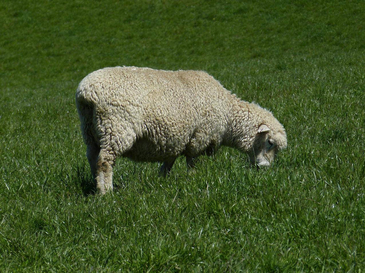 草地上的一只绵羊图片