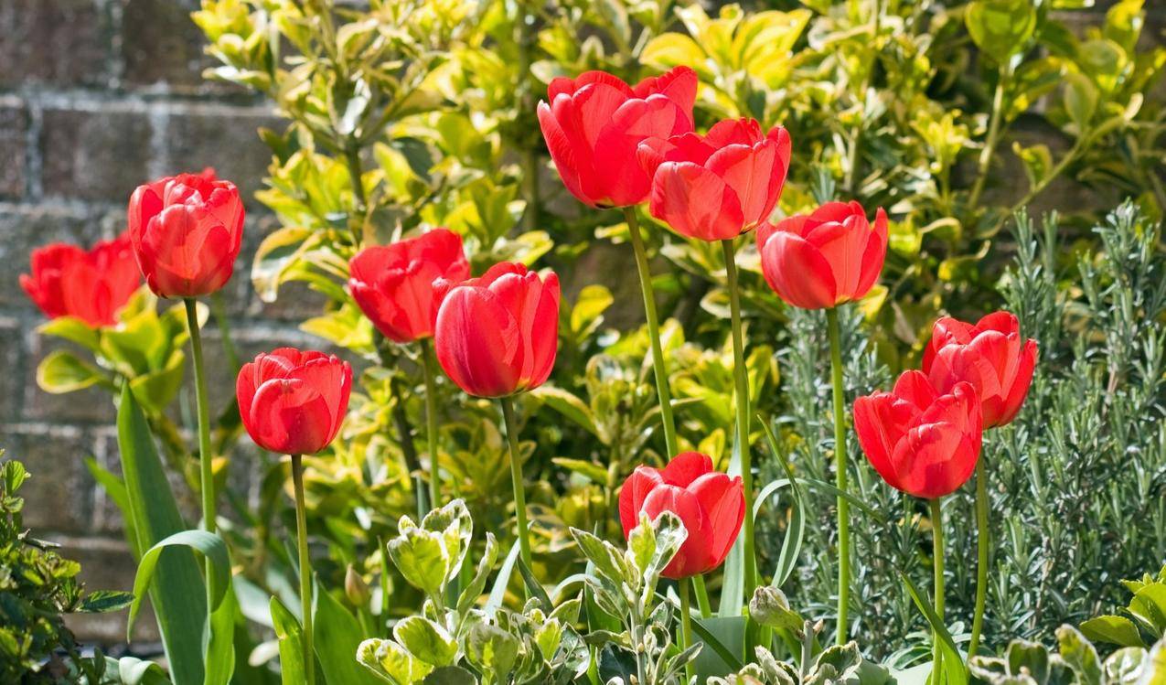 红色郁金香花高清图片