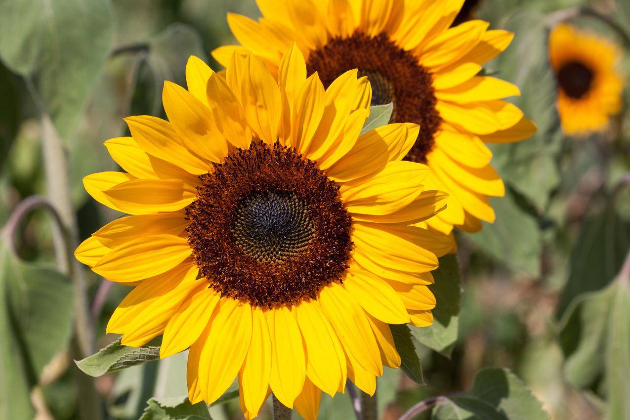 盛开的太阳花,向日葵图片
