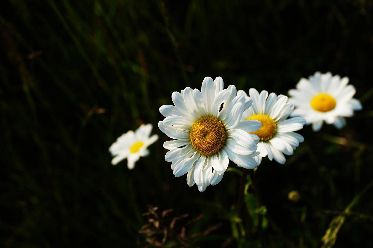 自然,花卉,花瓣,植物cc0可商用高清图片