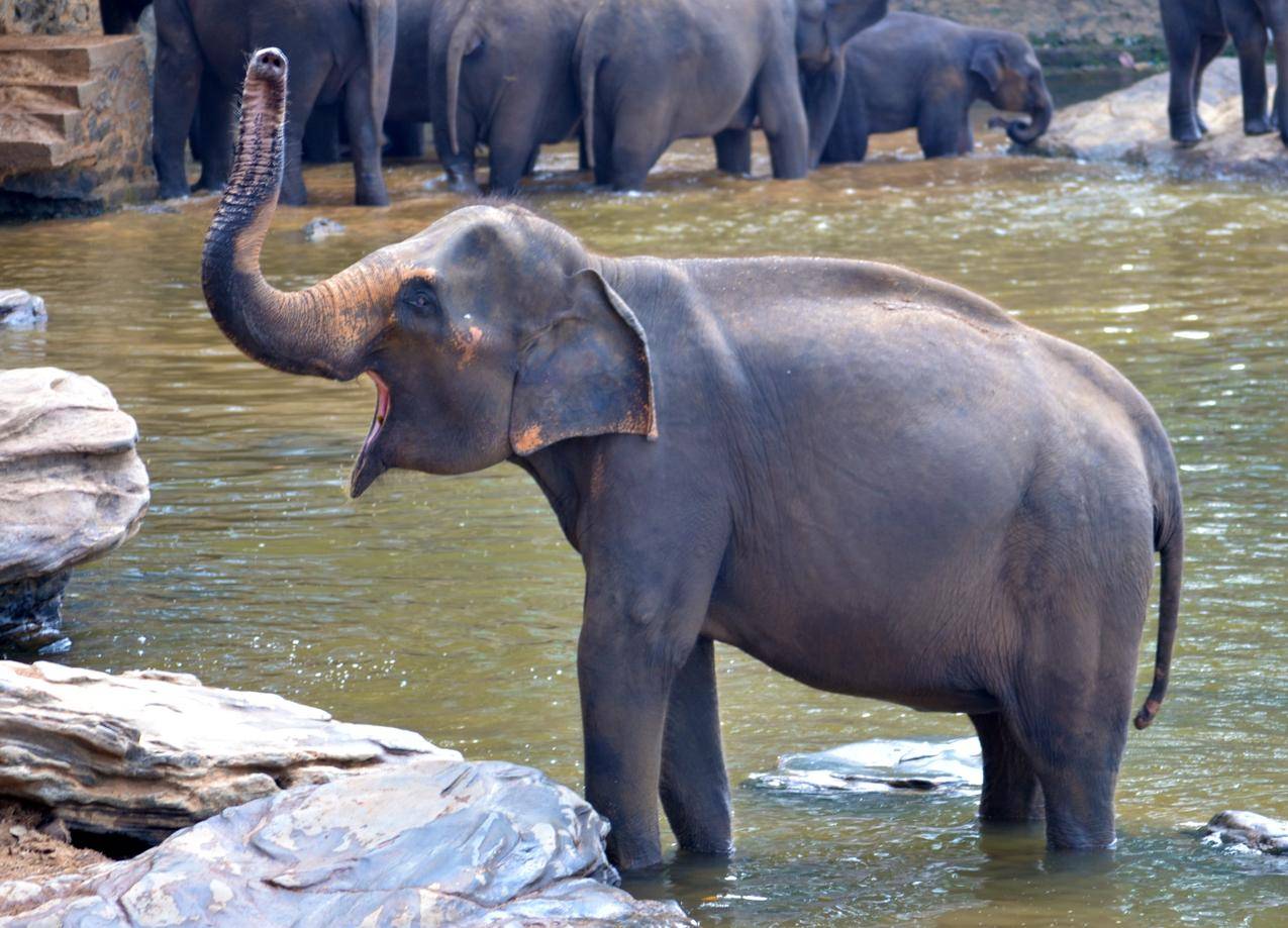 斯里兰卡的水中大象图片