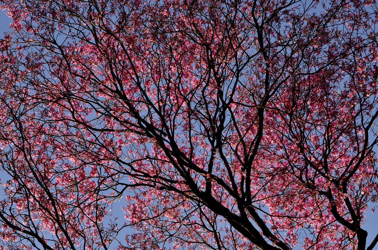 白天蓝天下的樱花树