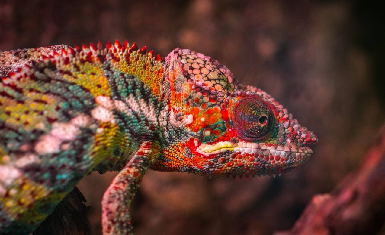 红,白,Green,Chameleon