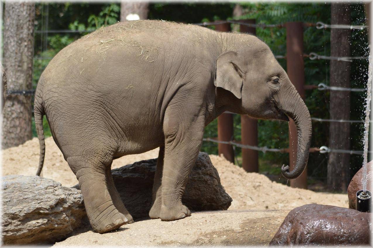 动物园的大象高清图片