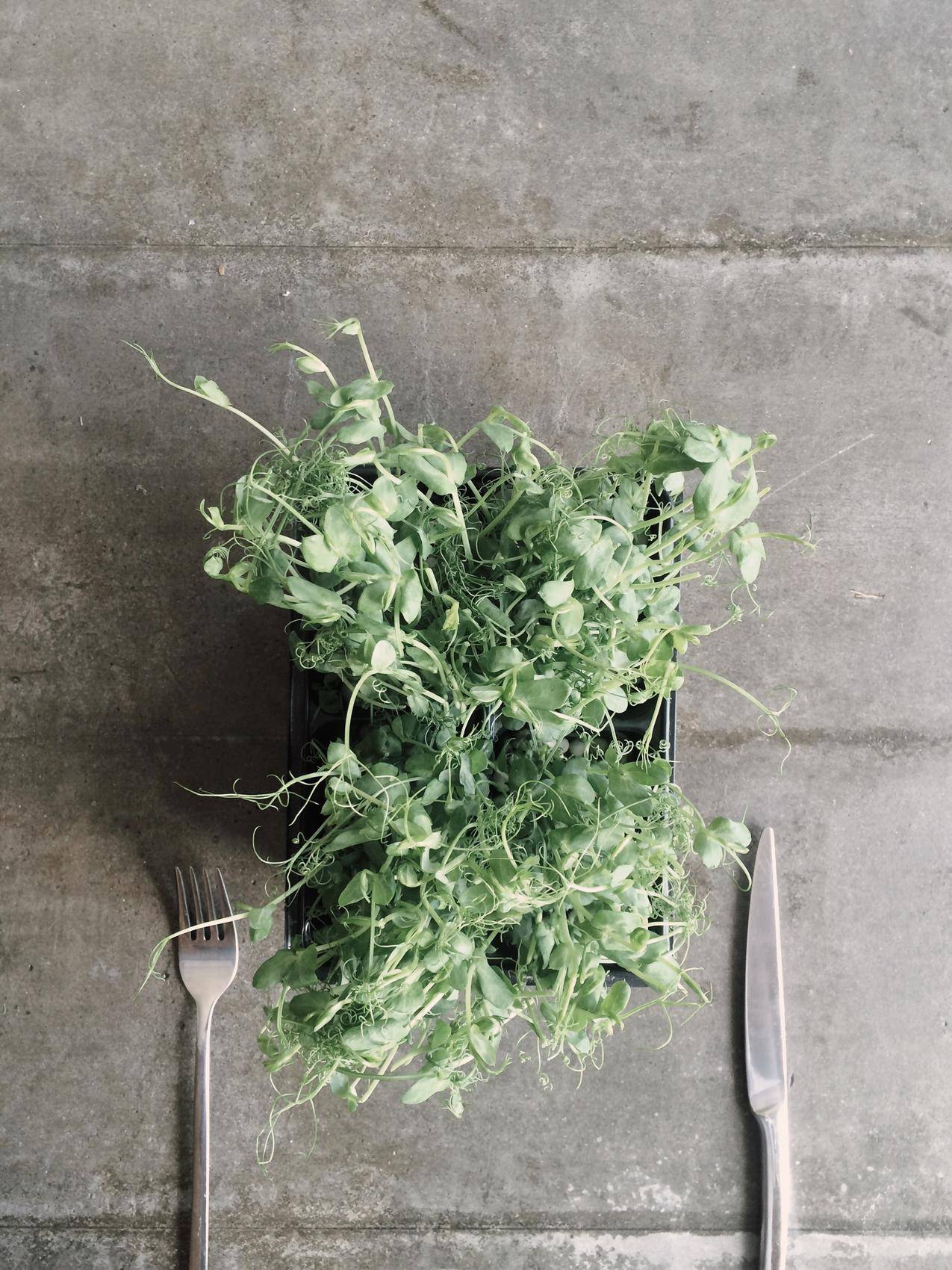 黑容器上的绿叶蔬菜靠近灰叉和刀