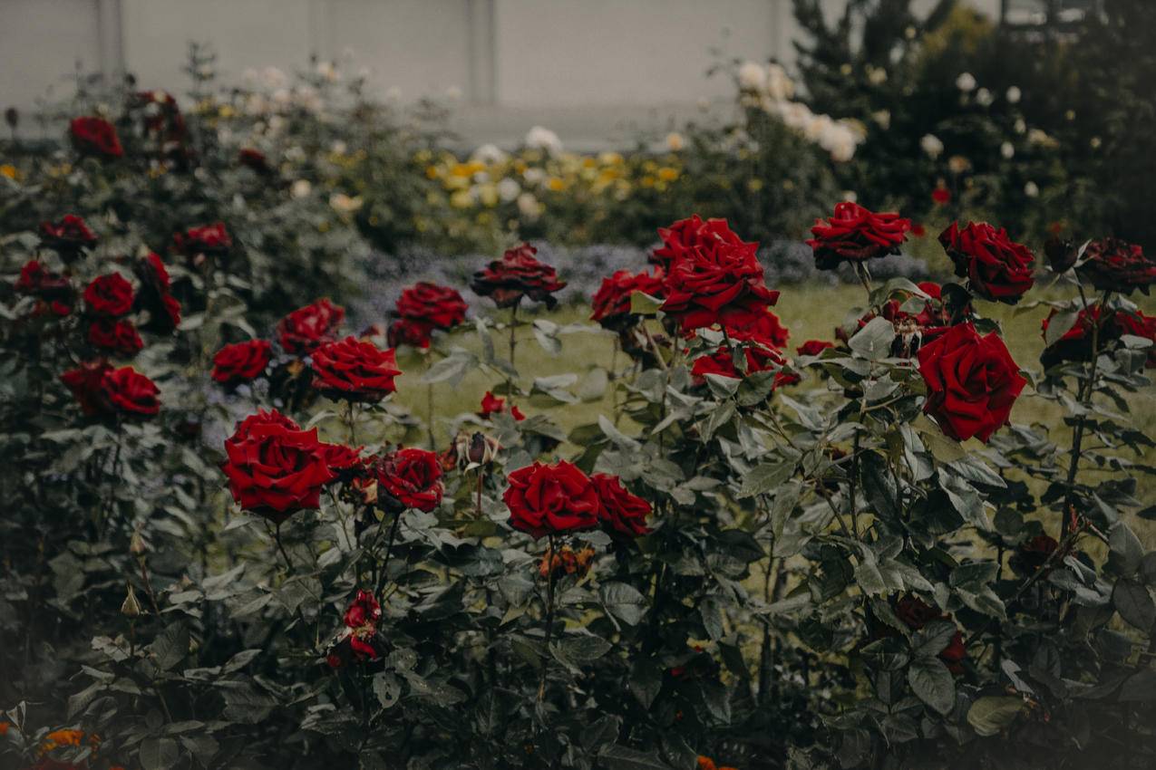 盛开的红玫瑰园
