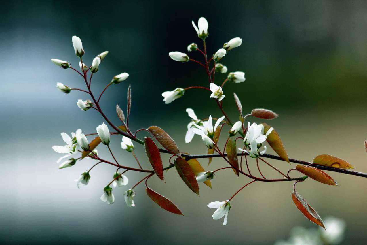 自然,花卉,树枝,植物cc0可商用高清图片