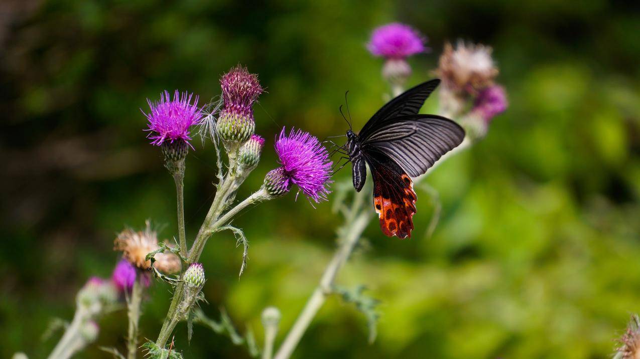 蝴蝶采集野花的高清图片