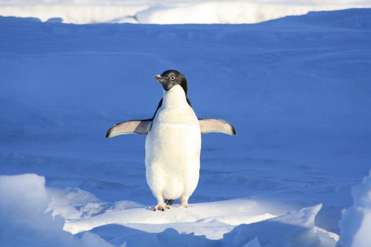 雪地上的企鹅特写摄影
