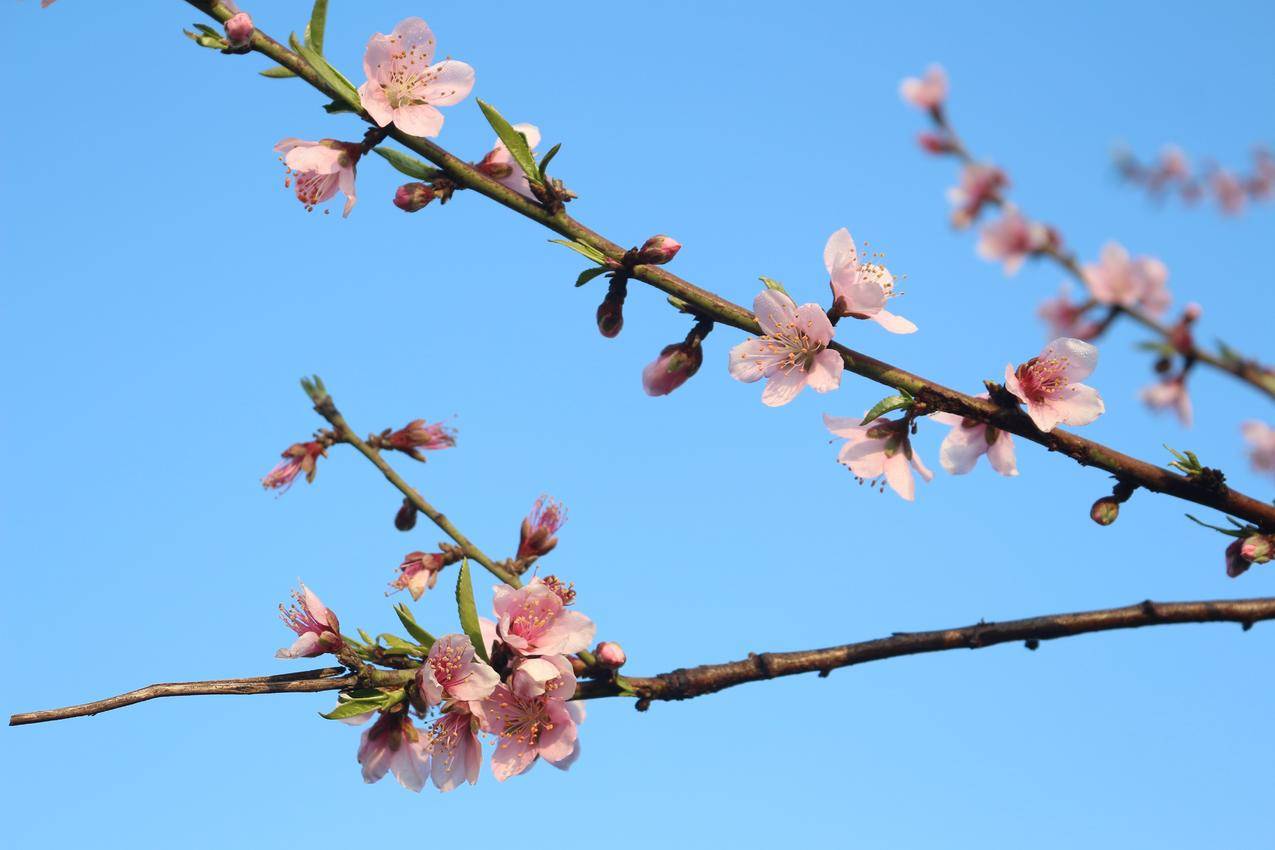 春天的桃花高清图片