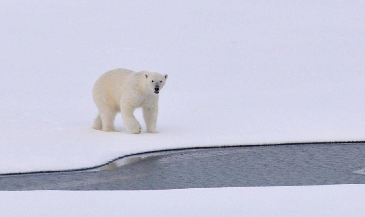 白昼附近白雪皑皑地附近的白色北极熊