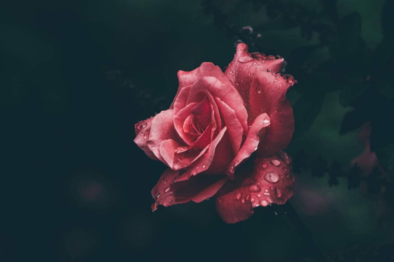 红玫瑰的宏观摄影