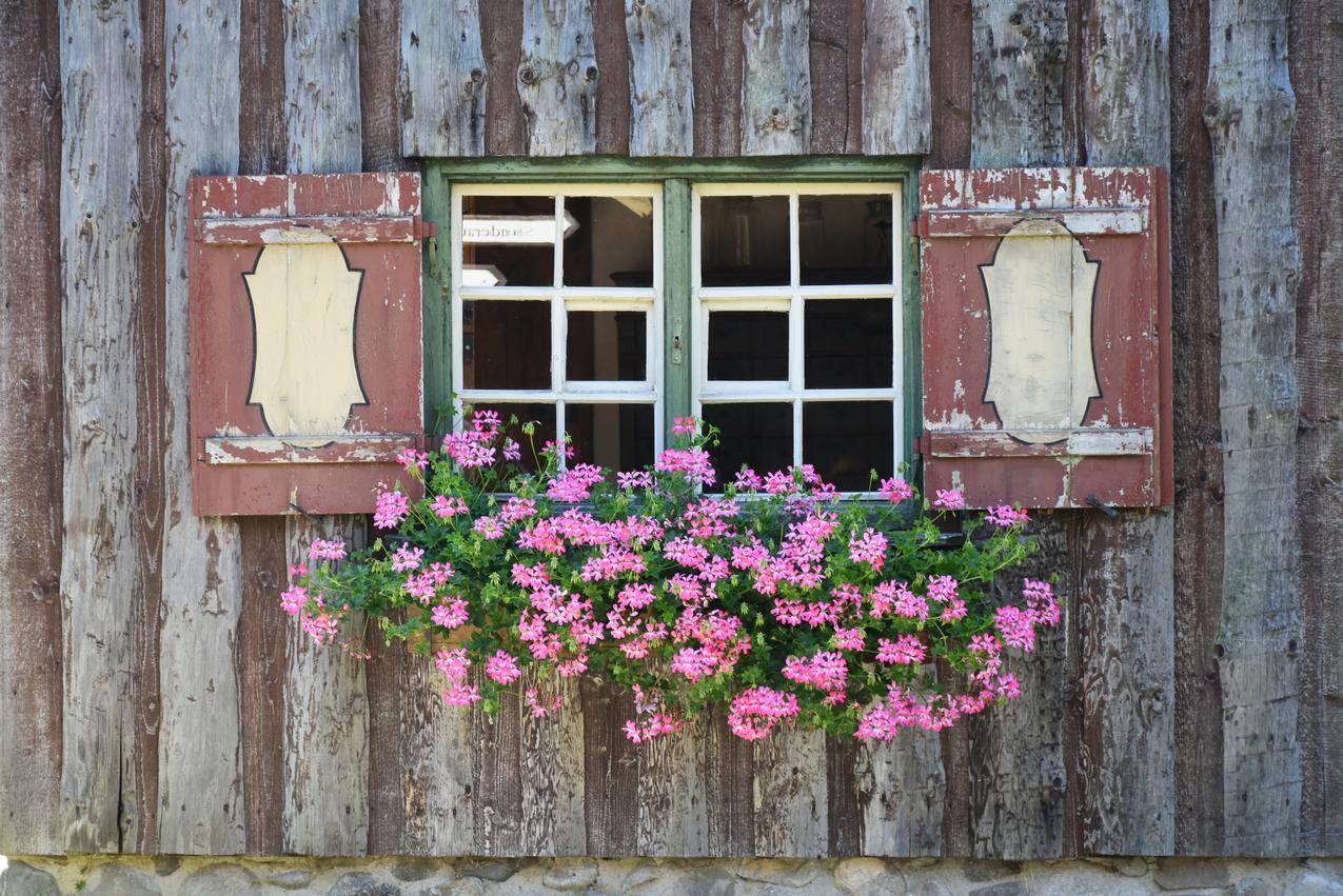 绿色和粉红色的花在绿色和白色木框架窗口