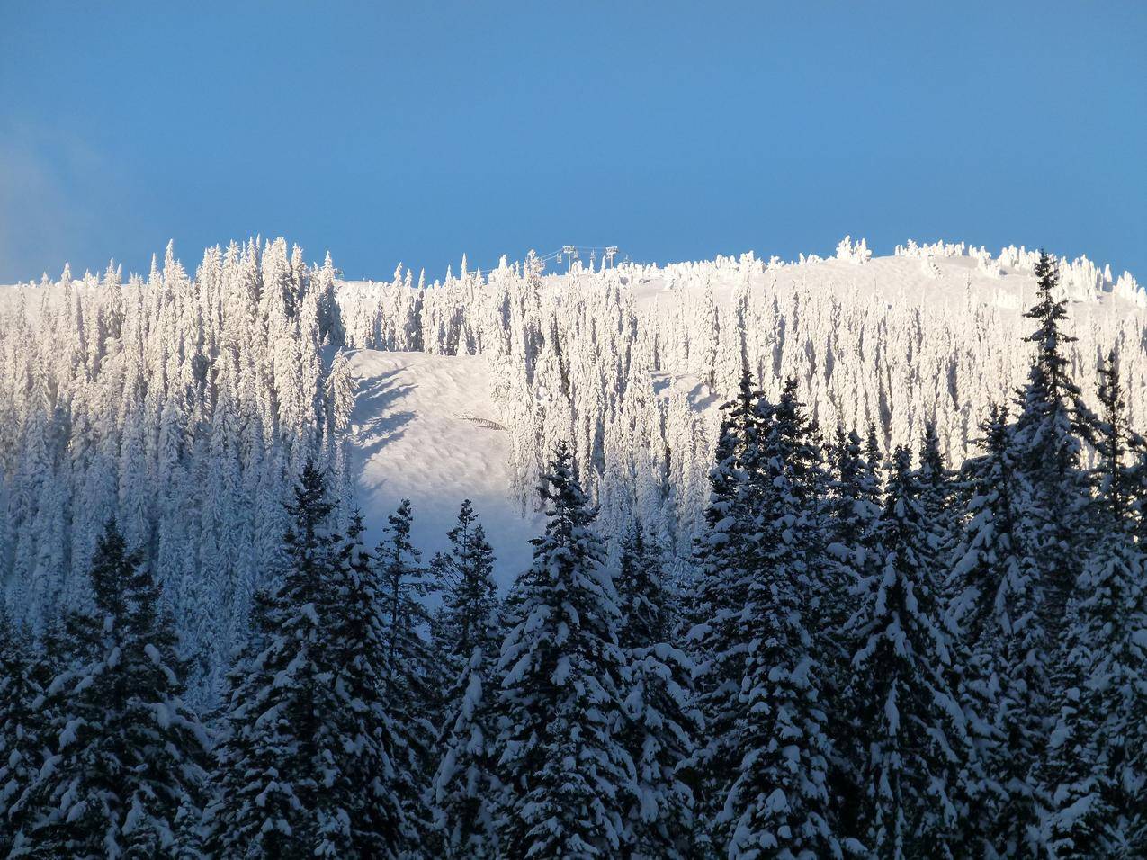 冬天银装素裹的森林图片