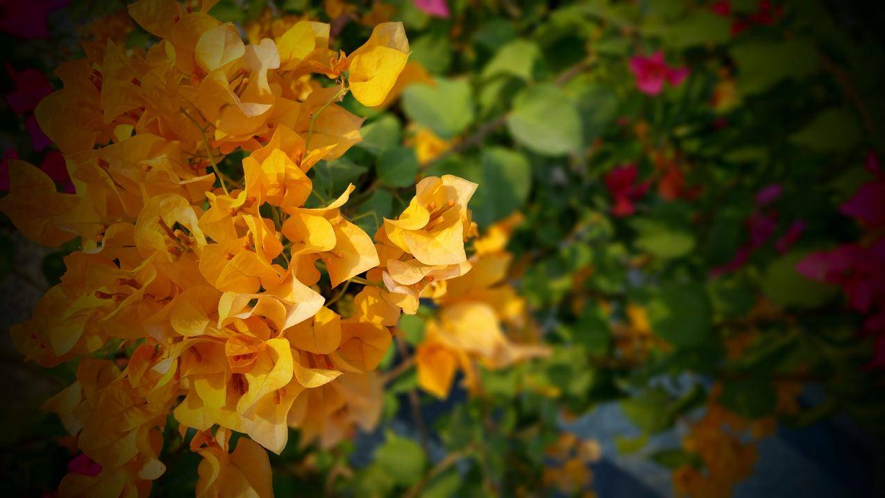 橙色与Green,Bougainvillea,Flower