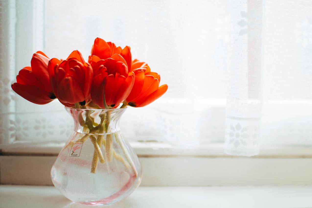 红郁金香透明玻璃花瓶,水中央靠近白色窗帘