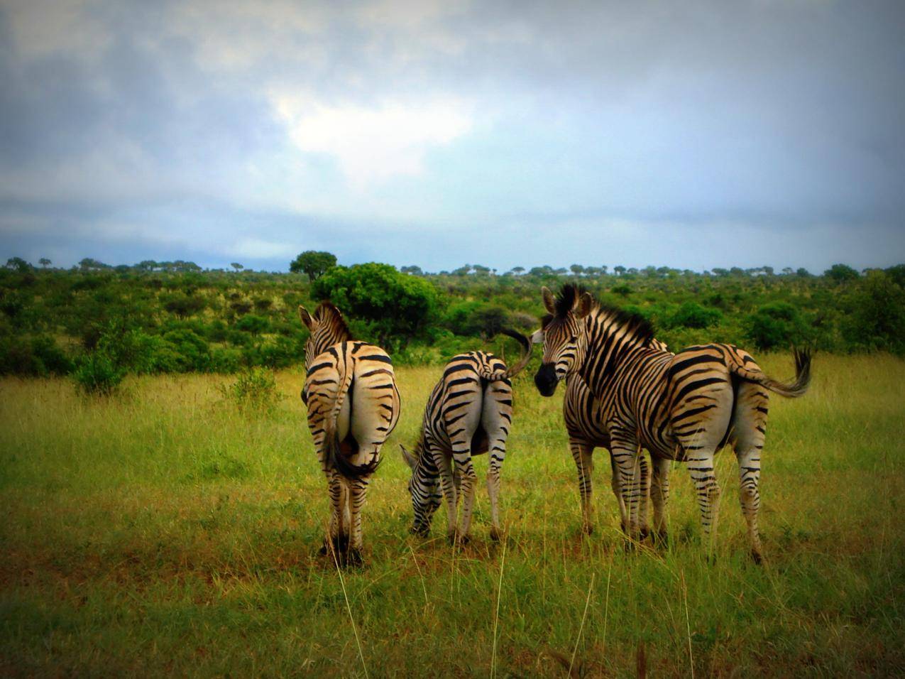 南非的野生斑马高清图片