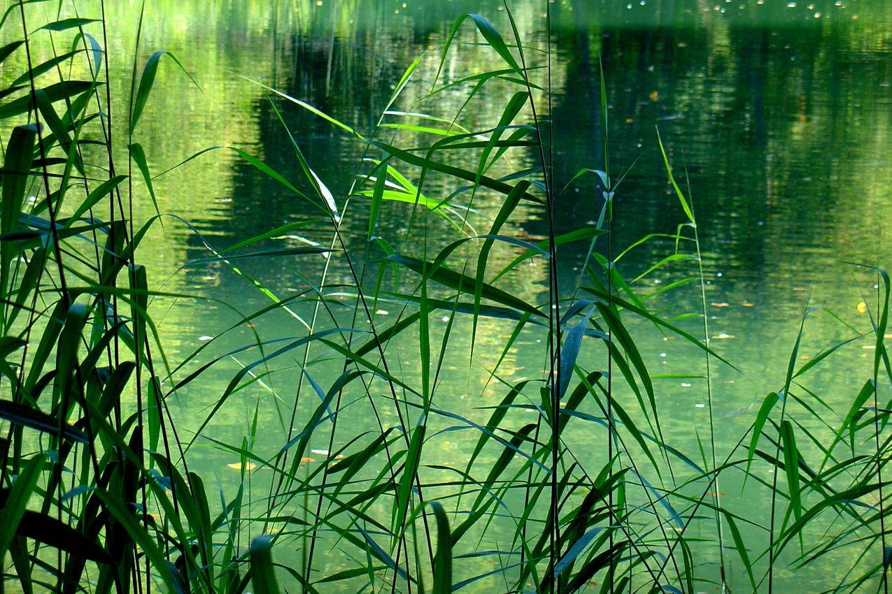 夏天池塘的芦苇高清图片