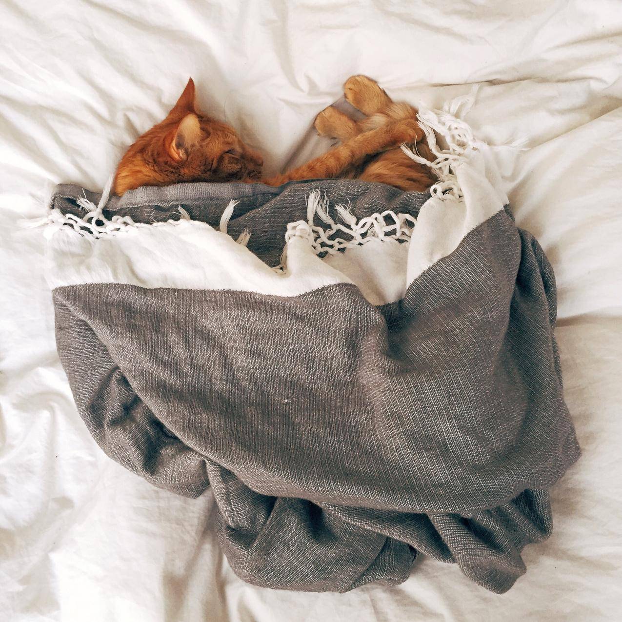 睡在白色纺织品上的橙色斑猫