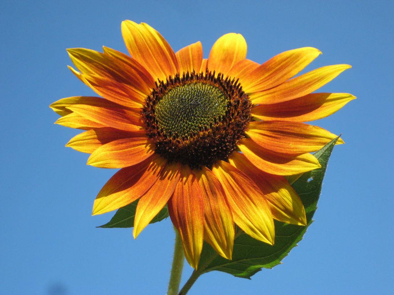 一朵盛开的太阳花图片